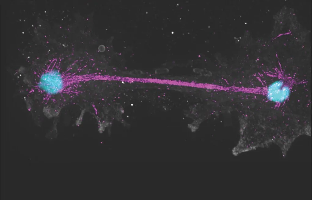 This 'fire amoeba' pushes the limit of what's possible for complex life