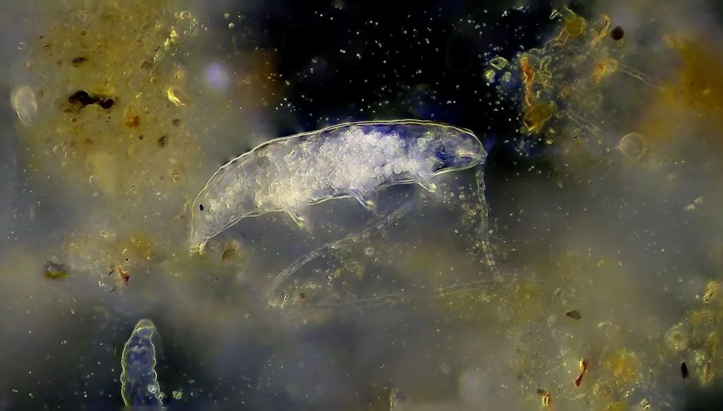 Como um bicho de meio milímetro sobreviveu ao vácuo do espaço