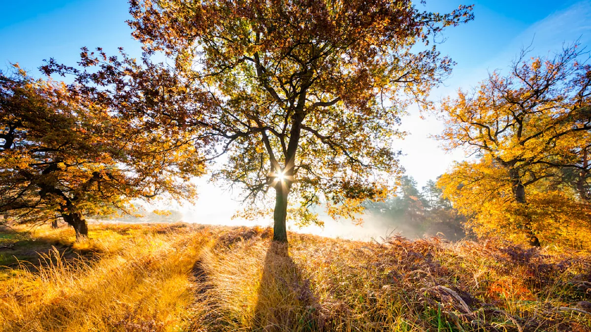 Wo er am schönsten wird - Jetzt kommt der goldene Herbst