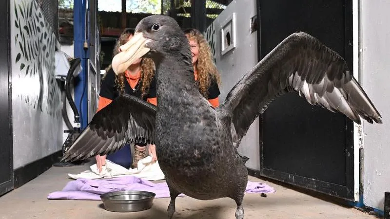 Castaways Beach, Noosa: Queensland records second potential H5N1 bird flu case in a shearwater
