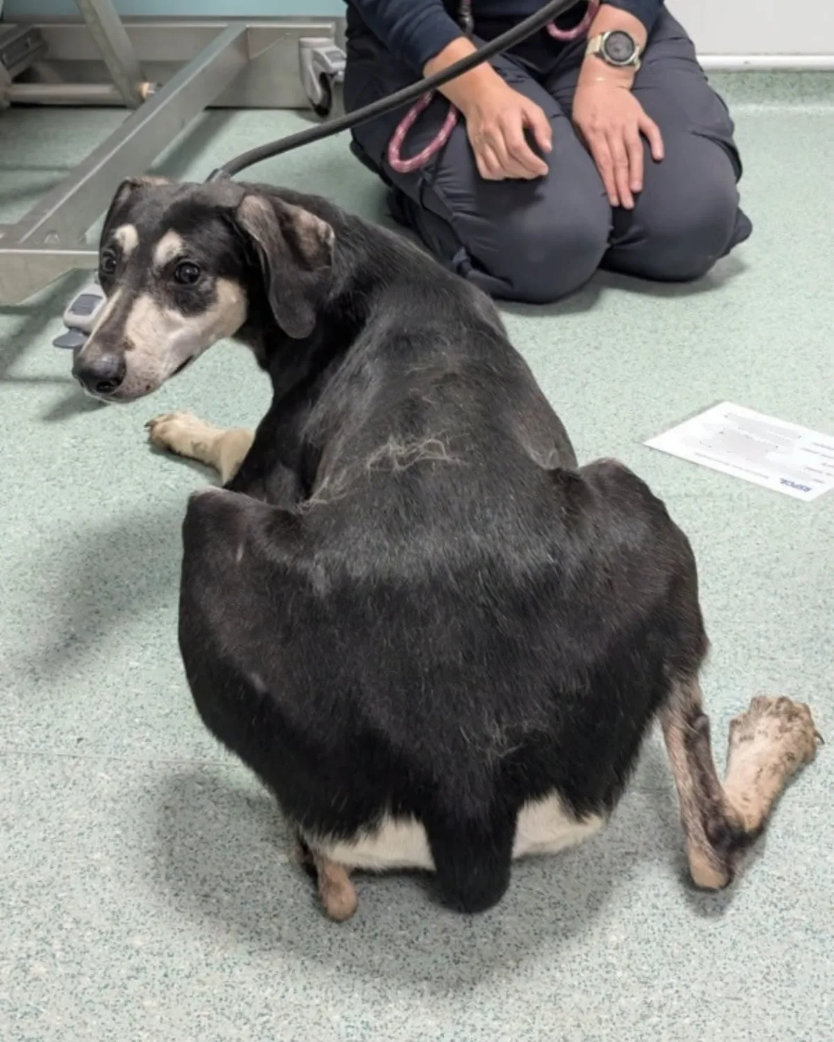 Obligado a vivir en la oscuridad, lo encontraron junto a otros perros y serpientes: “No sabía caminar bien”