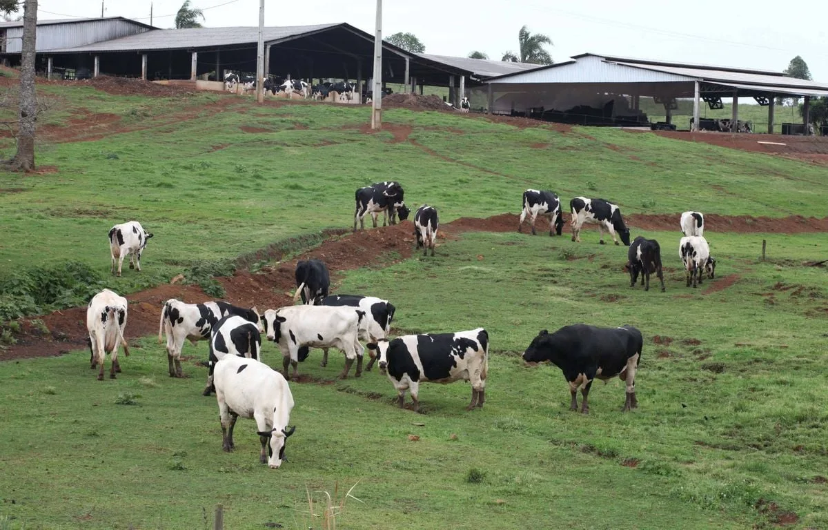 Pourquoi l’Union européenne va-t-elle suspendre l’importation de viande brésilienne ?
