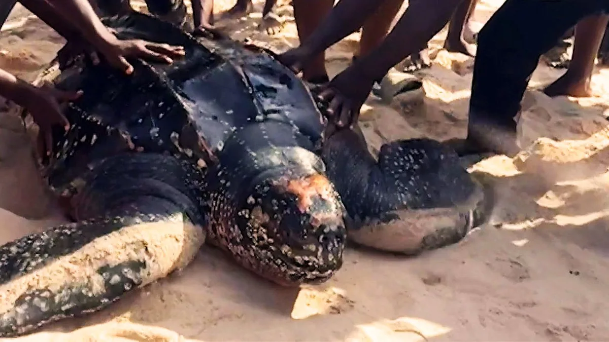 In Nigeria gestrandet: Fischer wollen XXL-Schildkörte schlachten – dann wendet sich das Blatt