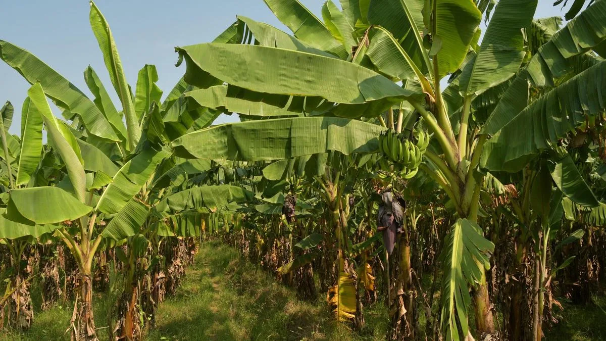 NRCB’s technology transfer prolongs shelf life of banana leaves, but West Asia war eats into the export market