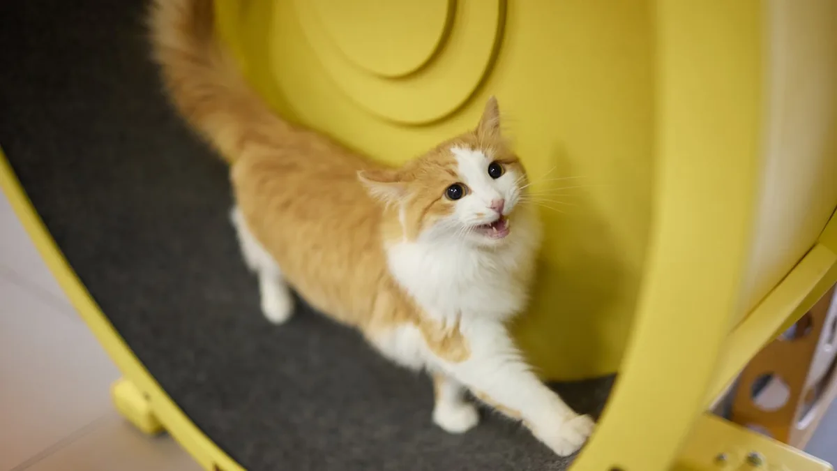 Gegen Langeweile und Übergewicht - Braucht meine Katze wirklich ein Laufrad?