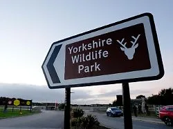 Tragischer Vorfall in England: Mann stirbt nach Tiger-Attacke in Zoo