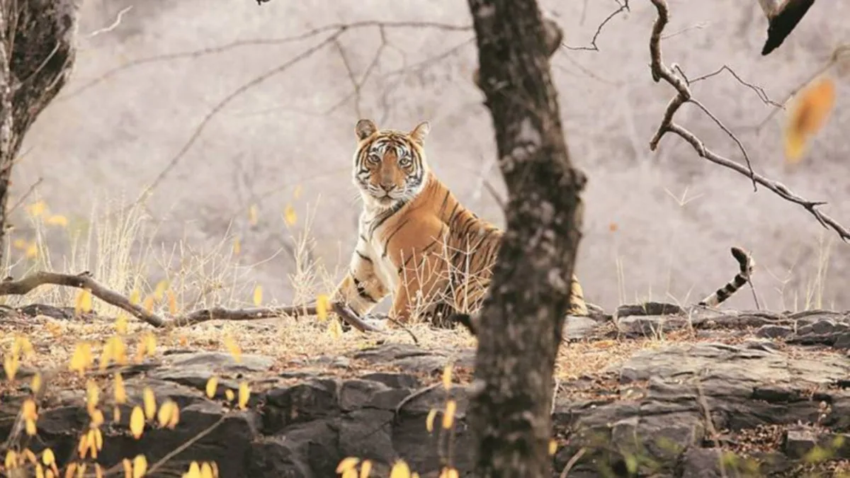 Tiger kills labourer at Nahargarh Park enclosure, official suspended