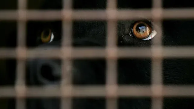Fim do abate era necessário, mas canis estão "completamente abarrotados"