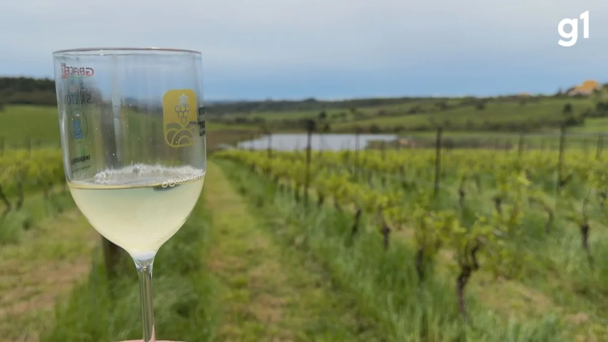 Você sabia que o solo faz toda a diferença na produção do vinho? Pesquisadores estudam há 15 anos como melhorar produção no RS