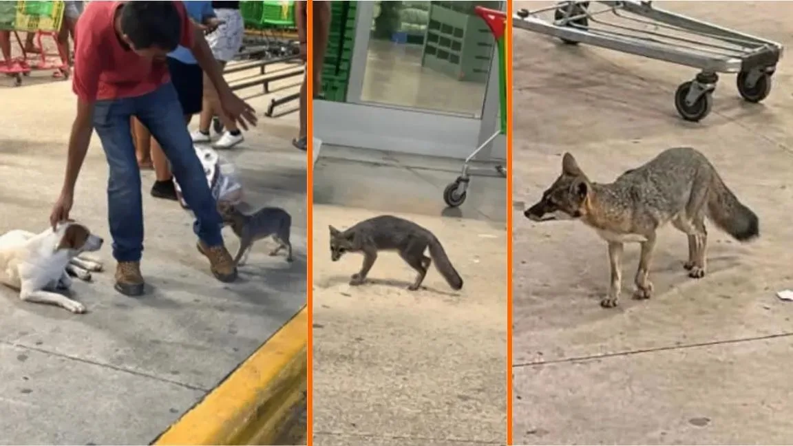Buscan a personas que tuvieron contacto con una zorra gris en supermercado de Cancún por esta razón