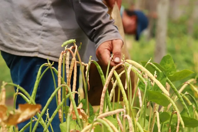 Mapa aprova zoneamento para cultivo de feijão 2ª safra no Acre