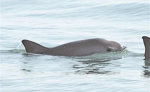 Semarnat reduce zona protegida de la vaquita marina en el Golfo de California; mantiene prohibición en área de tolerancia cero