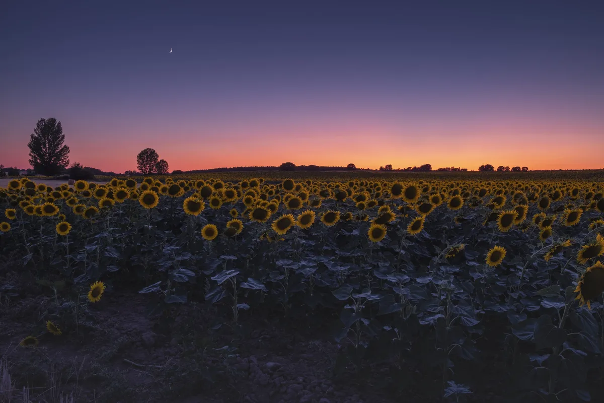 El girasol vive un nuevo impulso: crecen la siembra y la producción en todo el país