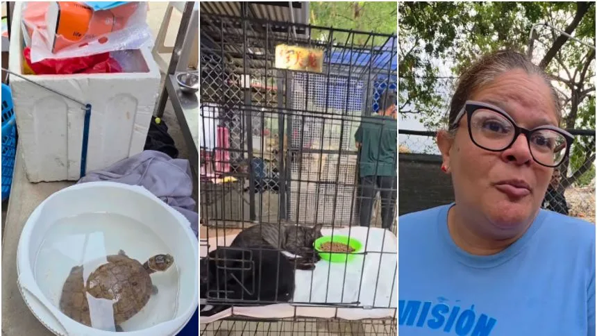 VIDEO: Encontraron una «tortuga galápago» entre los escombros de La Guaira y fue llevada a un refugio de mascotas