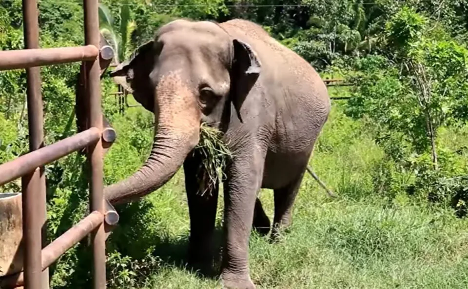 Elefanta é resgatada após 40 anos em circos e viagem de 2.700 km até santuário