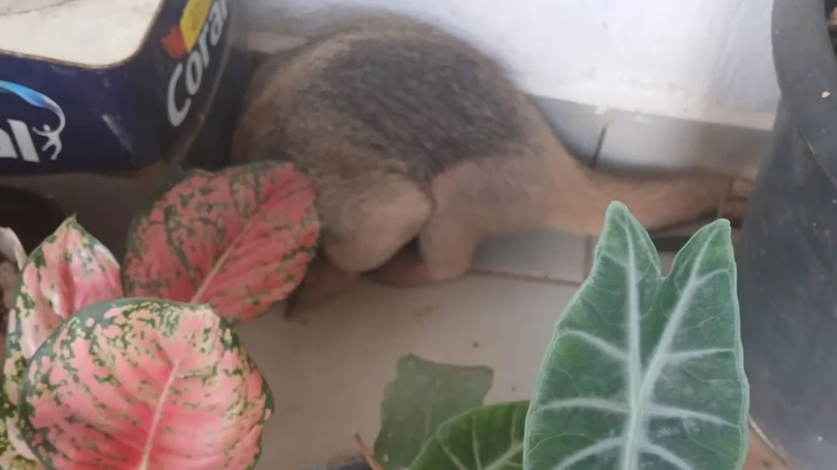 Vídeo: Tamanduá-mirim é encontrado dormindo em residência em Porto Velho
