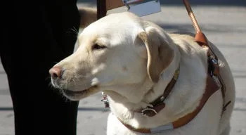 Provedora do Animal propõe criação de programa para proteção de cães de assistência