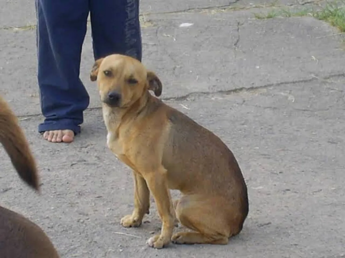 Câmara aprova punir motorista que abandona animal na rua