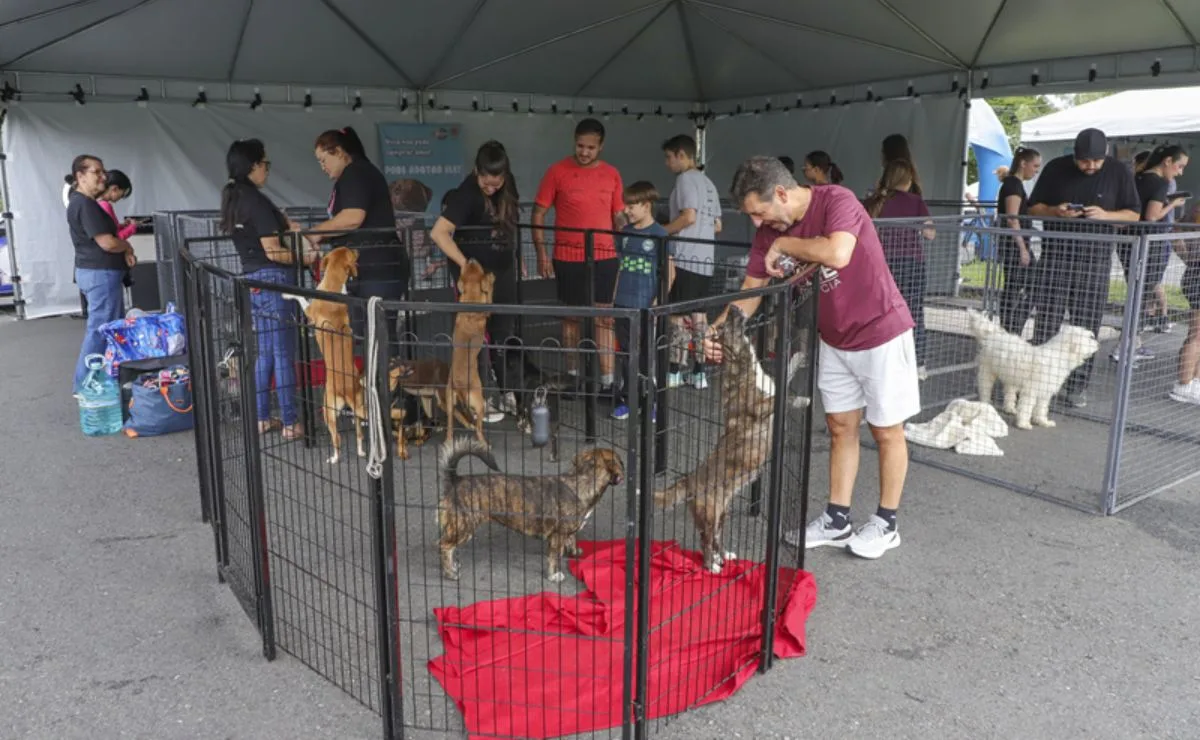 Quer adotar um amigo? Parque Barigui recebe feira de adoção de cães e microchipagem gratuita neste sábado