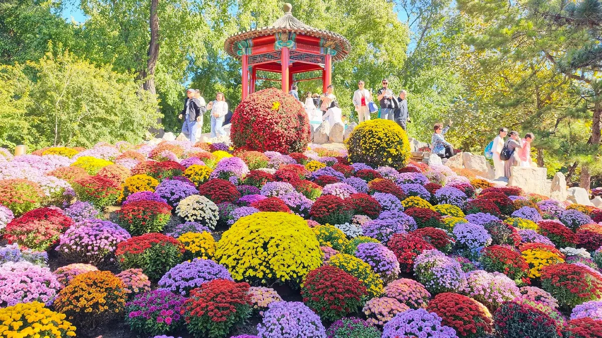 Chongyang Festival: Embracing autumn blooms and timeless wisdom