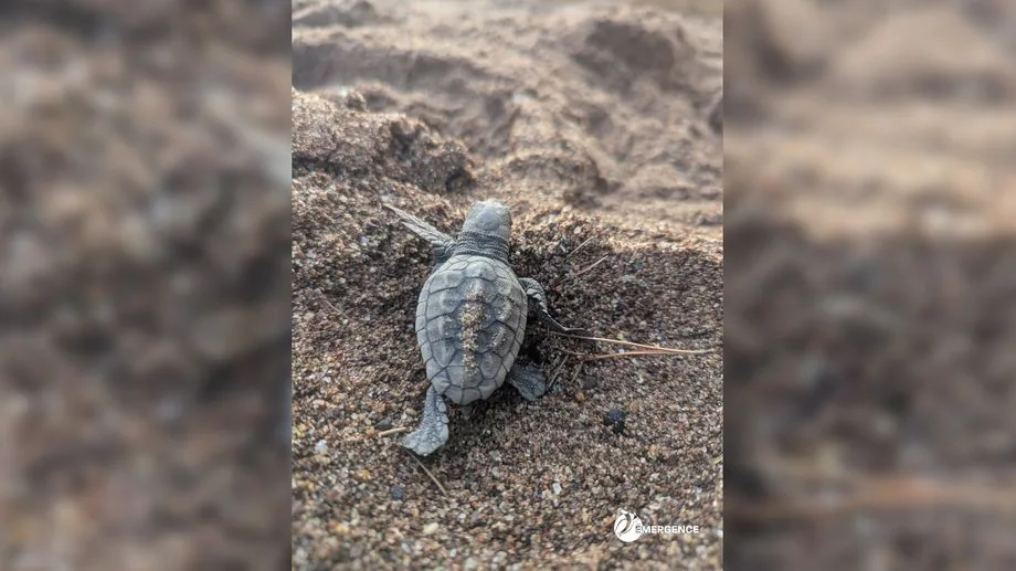 VIDÉO - À Agay, intervention d’urgence pour sauver une quarantaine de bébés tortues menacés par l’orage
