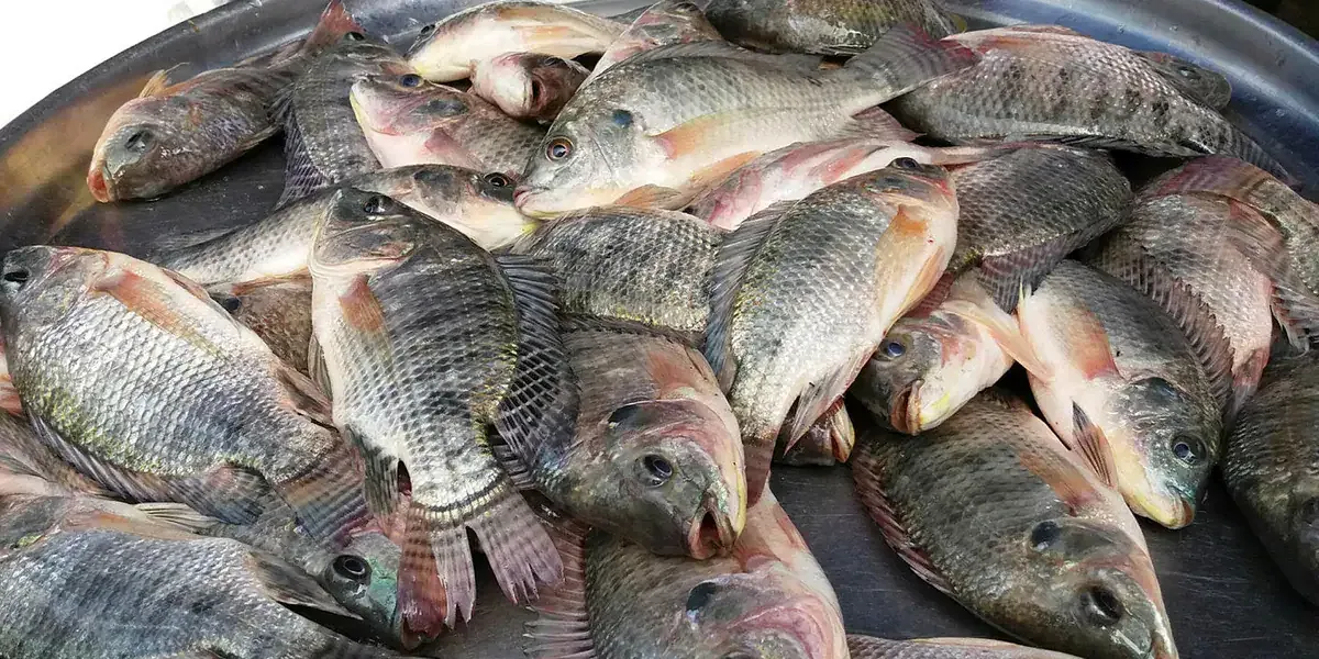 Acre cultiva 99% de peixes nativos enquanto Brasil aposta na tilápia