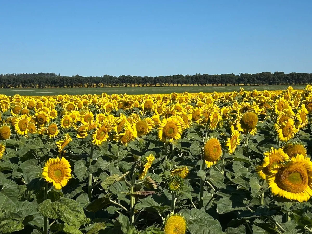 Girasol: el mercado podría tranquilizarse a partir de una mayor cosecha mundial