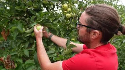 "Le fruit est brûlé, il ne grossit plus", face à la sécheresse, les producteurs de pommes s'inquiètent pour leur récolte