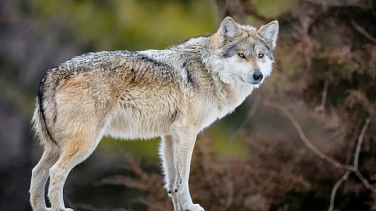México fortalece acciones para recuperar al lobo mexicano y otras especies prioritarias