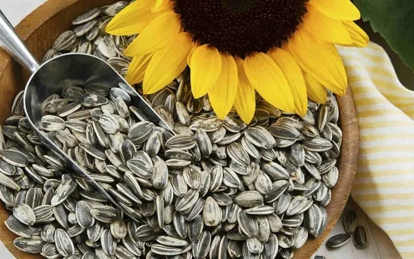 Volaron un 875,4% las exportaciones de semillas de girasol y apoyaron un espectacular boom de divisas