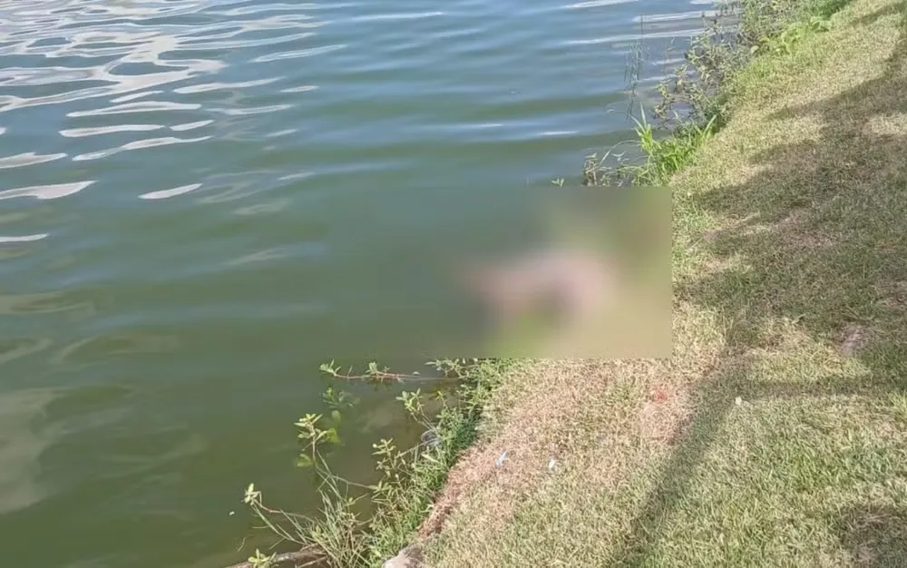 Jacaré de 2 metros é encontrado morto em lagoa no interior da Bahia