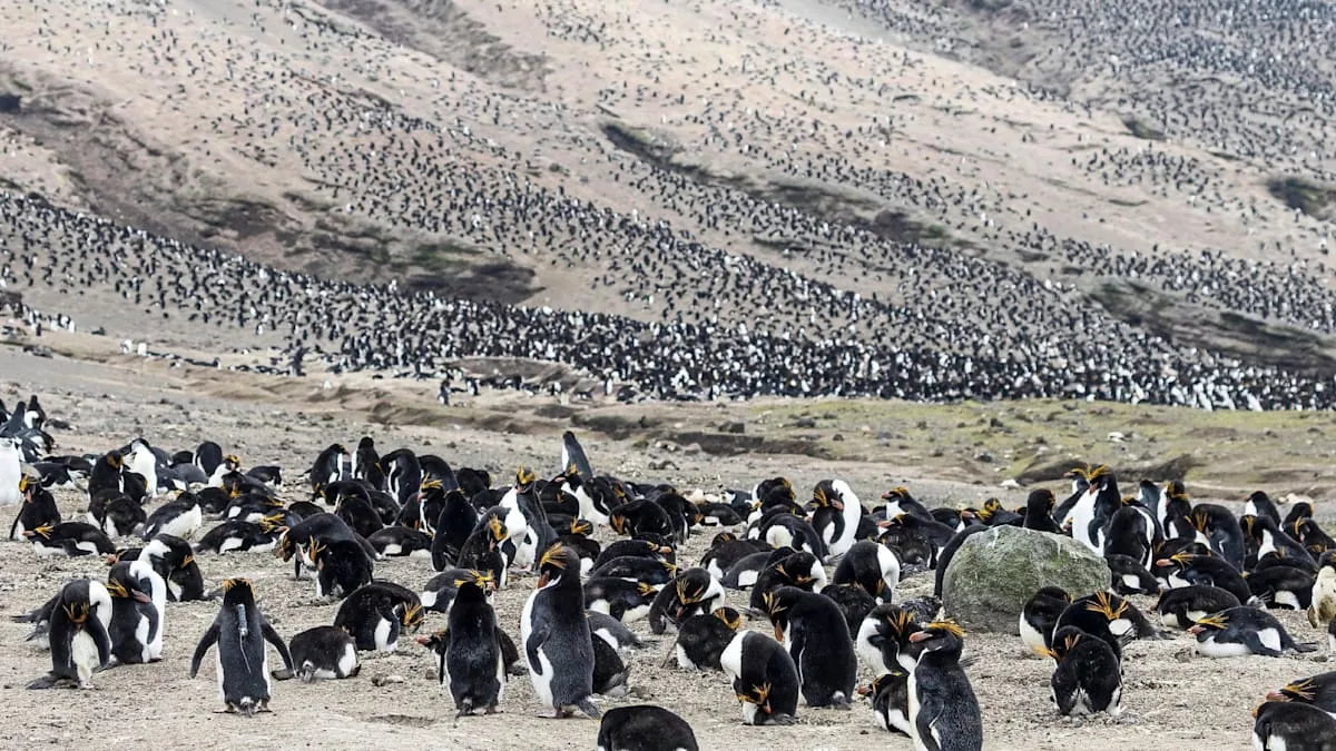 Drohnenaufnahmen der British Arctic Survey von der Pinguin-Kolonie auf Zavodovski Island