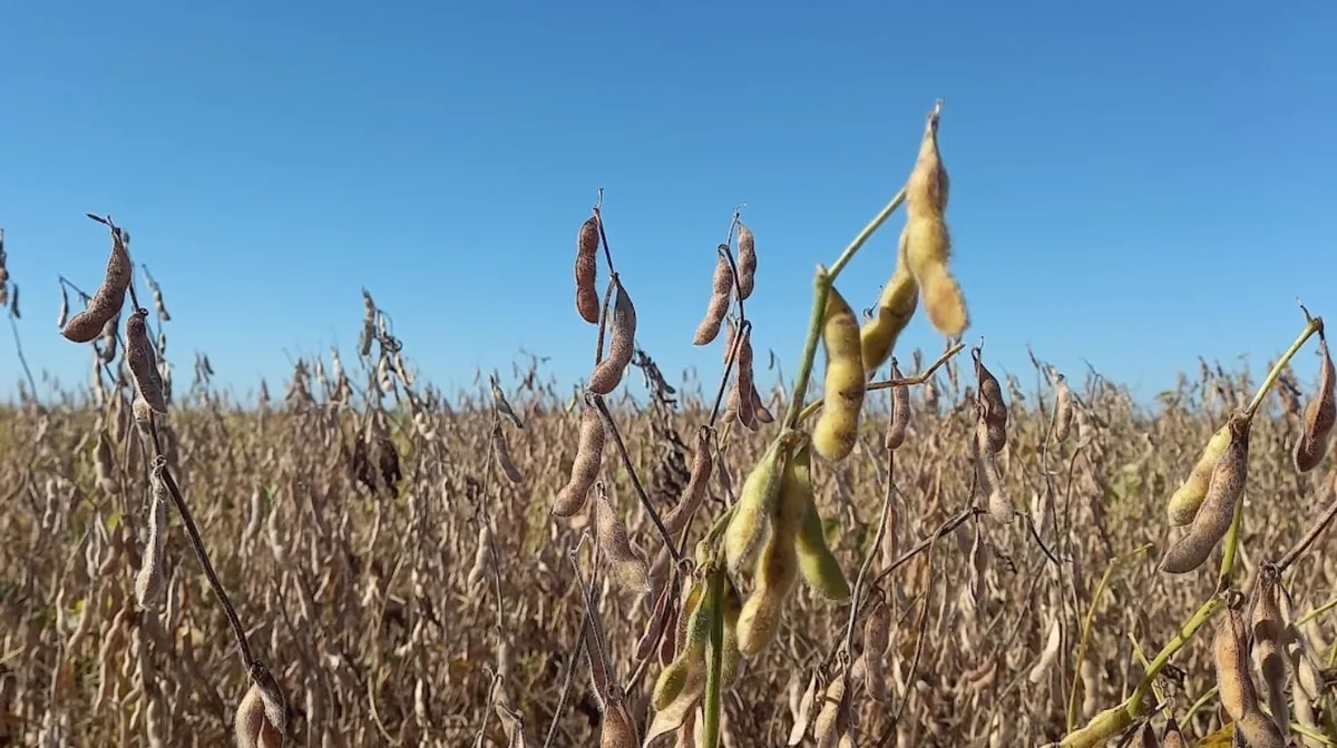 Afirman que la suba del precio de la soja ayuda al ánimo de los productores, pero aclaran que la mayoría ya vendió la cosecha