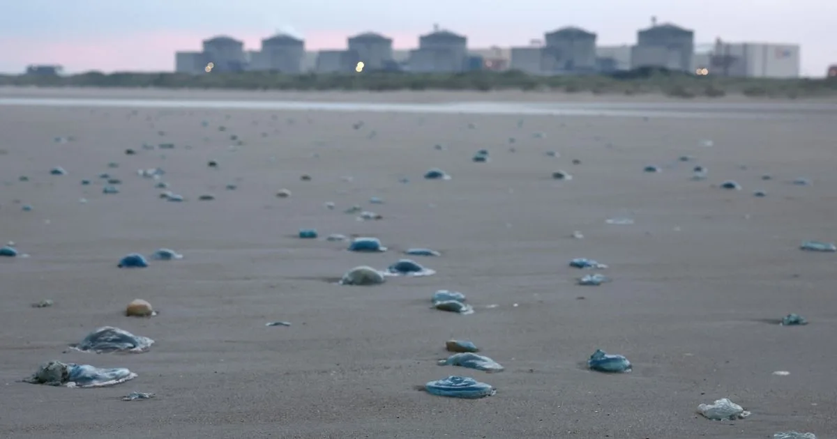 Réchauffement climatique : un afflux massif de méduses paralyse la centrale nucléaire de Gravelines et force l’arrêt de 3 réacteurs
