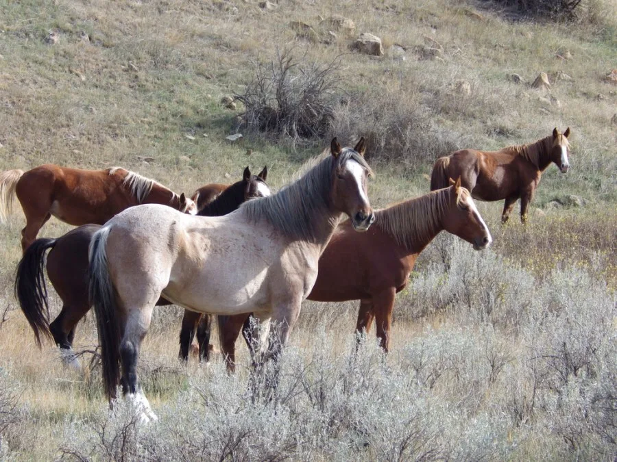 Congress banned sending wild horses to slaughter. A loophole is undoing that promise.