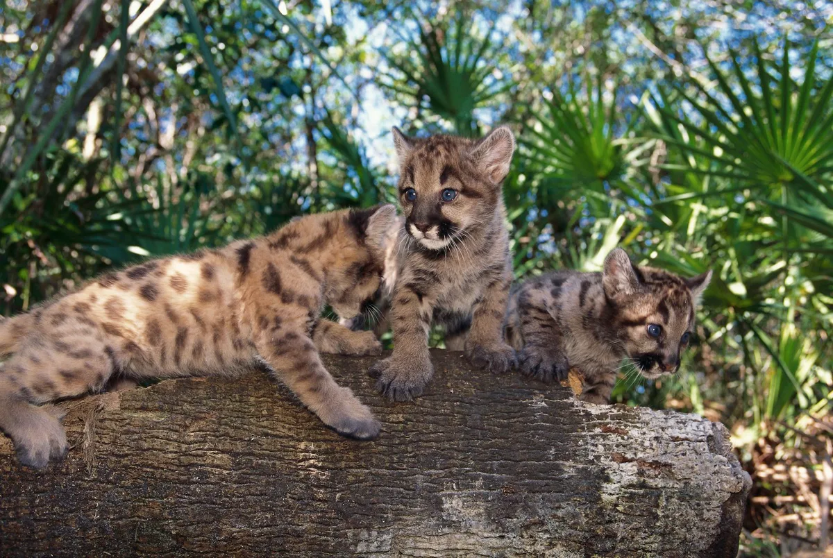 Poor genetic health threatens many species – but it’s fixable
