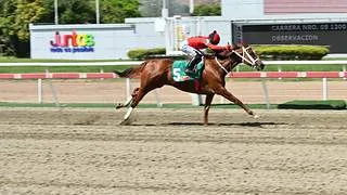 Vuelve a la pista hijo de múltiple campeón semental de la Florida luego de 127 días