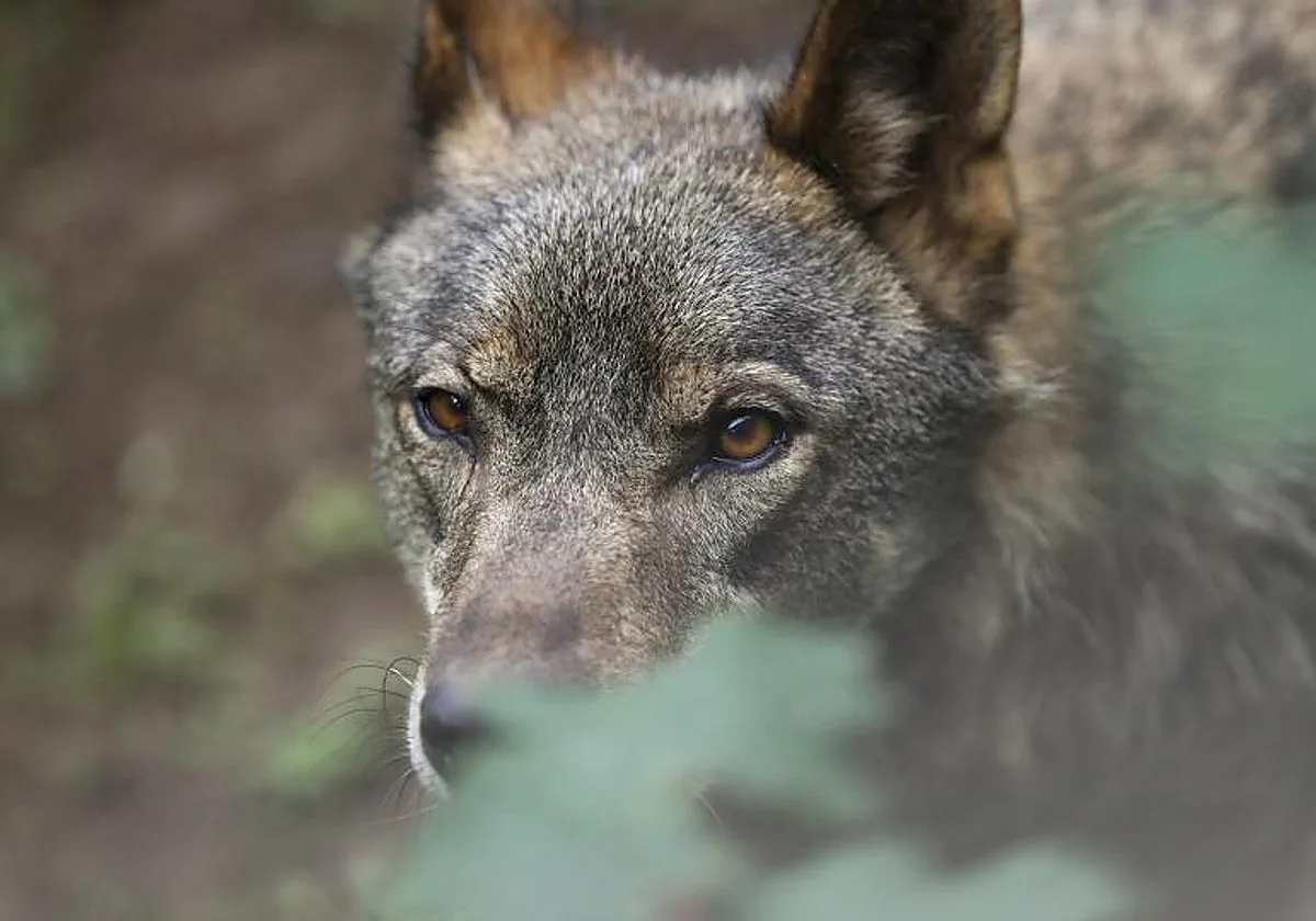La caza del lobo se atasca en mitad de una maraña legal