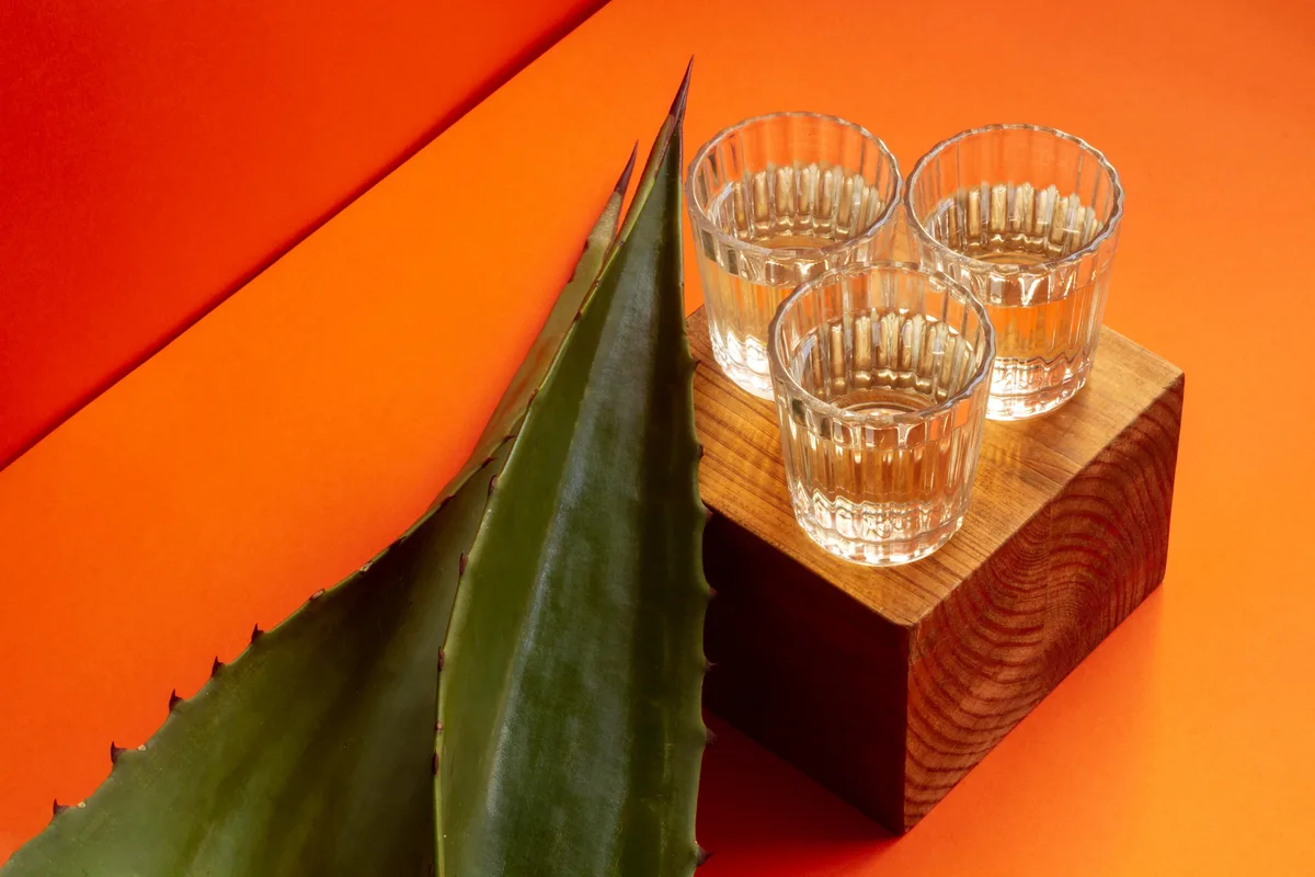 El agave, la ‘planta de las maravillas’ de la que nacen los destilados mexicanos: “Todavía cuesta mucho convencer de que el tequila no es un chupito”
