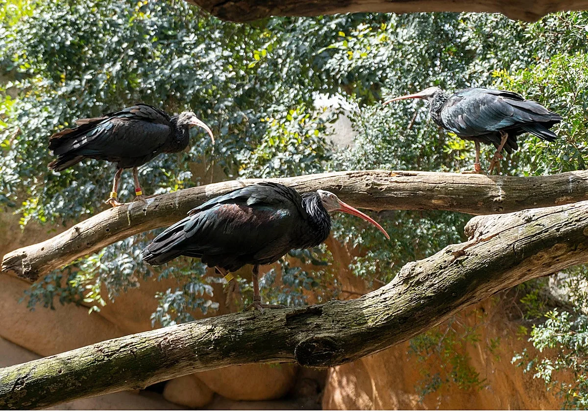Bioparc Valencia refuerza su participación para «salvar» a un ave extinta en Europa