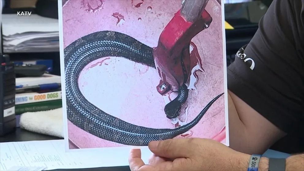 WATCH: Venomous snake found in high school football player's helmet