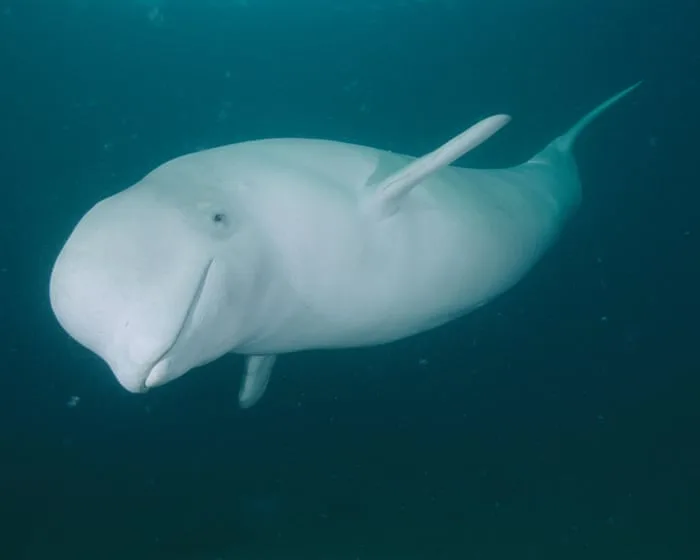 Clicks, grunts and squeals: the wonders of whale communication – podcast