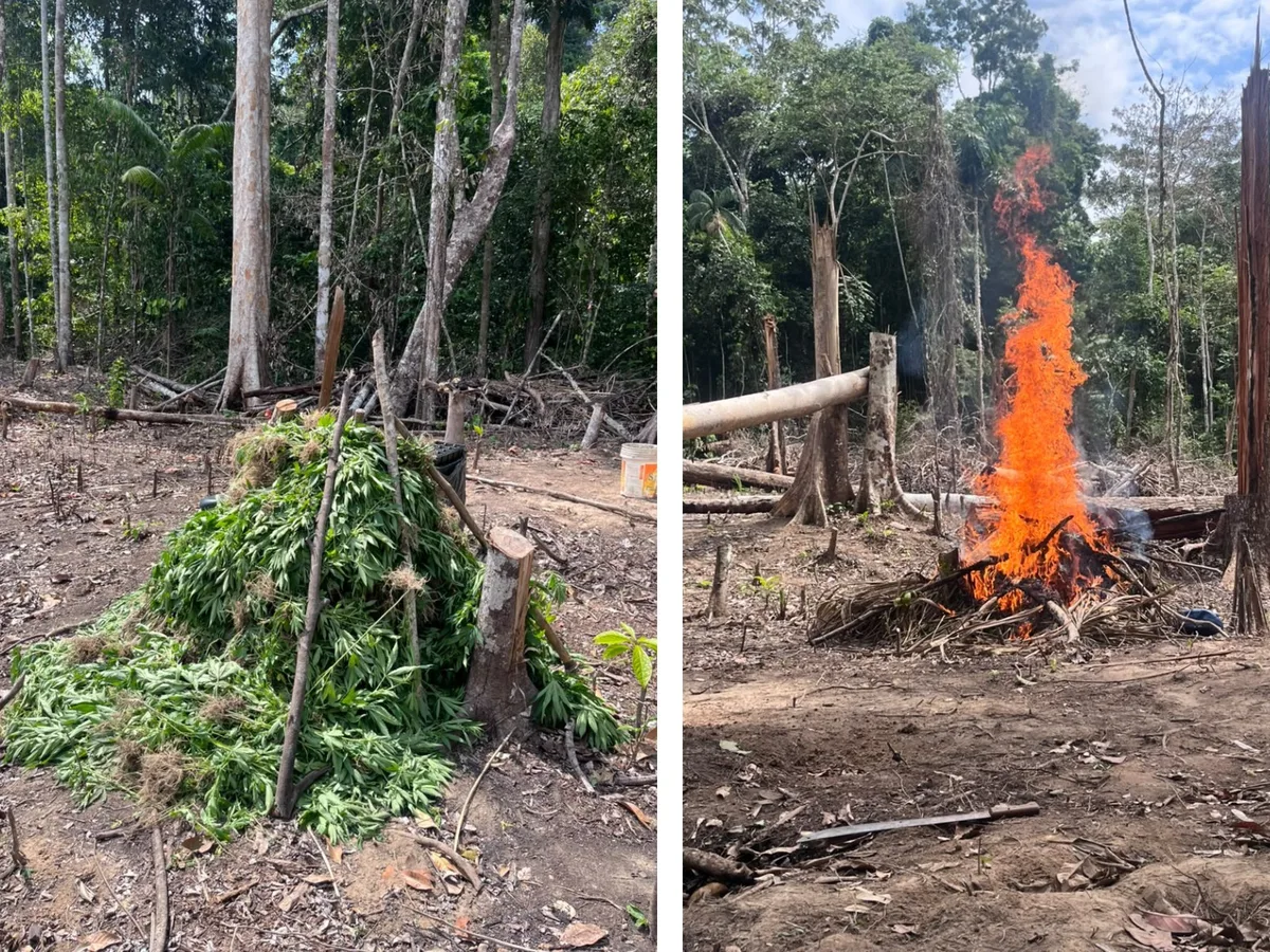 VÍDEO: Dois mil pés de maconha são destruídos em reserva ambiental no Acre