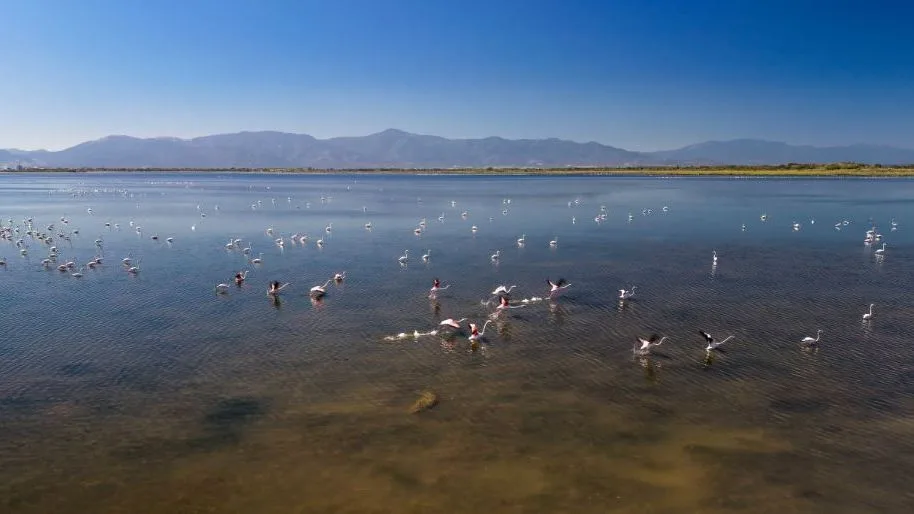 Le nombre de flamants roses bat un nouveau record cet été sur l'étang de Canet-en-Roussillon