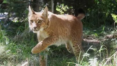 Erste sächsische Nachzucht ausgewildert