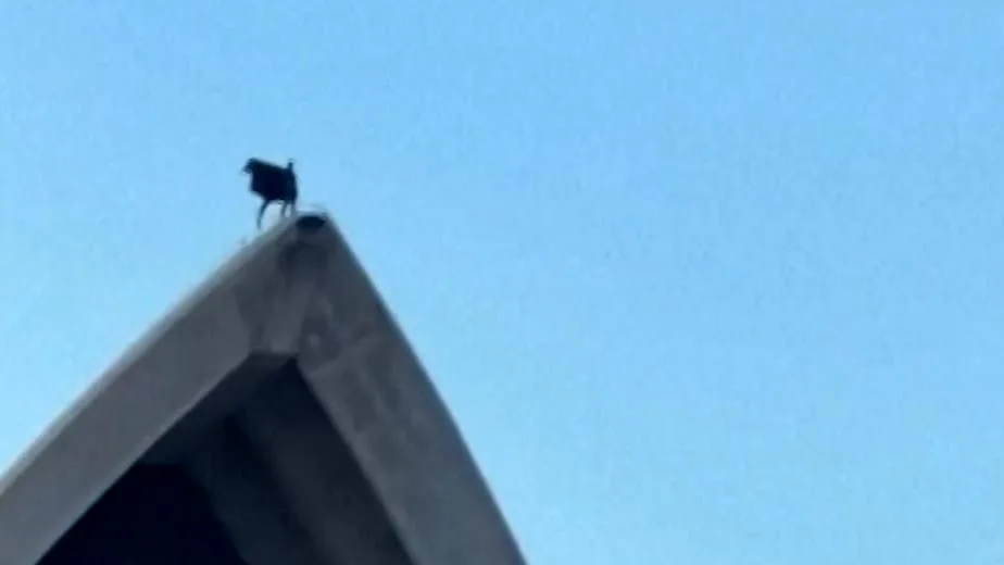 Superhelden-Sichtung in Sidney - Was macht Batman auf dem Opern-Dach?