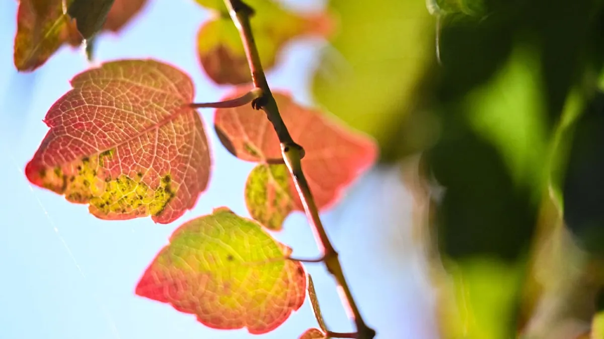 Wussten Sie schon? - Diese Funktion haben rote Herbstblätter
