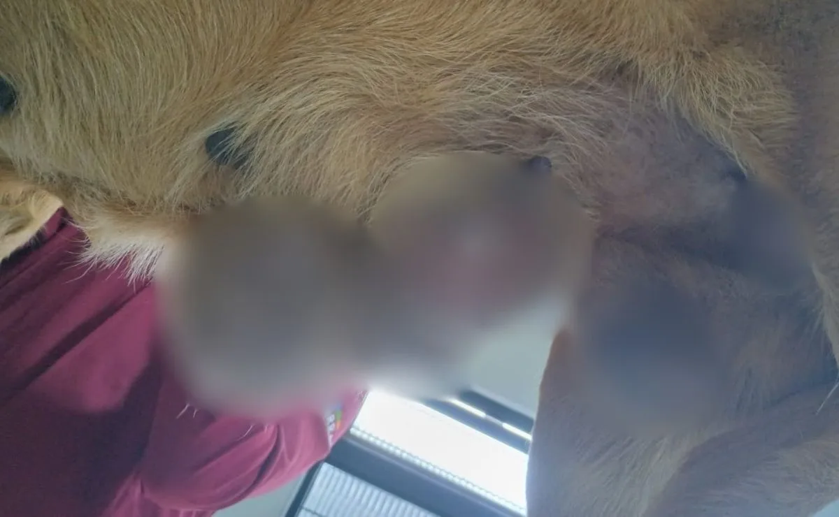 Vídeo! Cachorra com sete tumores é resgatada, passa por cirurgia e protetora pede ajuda para despesas na Grande Curitiba