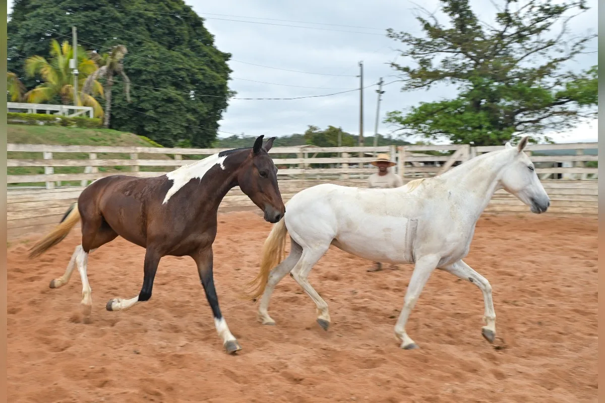 Cavalos resgatados ganham confiança antes de buscar um novo lar