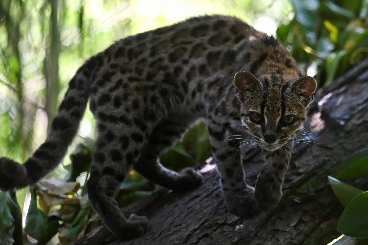 Depois de 100 anos, ciência identifica nova espécie de felino na Bolívia